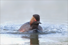 <p>POTÁPKA ČERNOKRKÁ (Podiceps nigricollis) /Black-necked-grebe – Schwarzhalstaucher/</p>